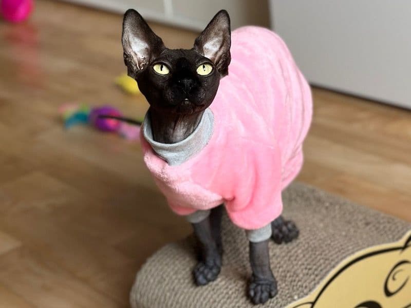 Nala primary photo