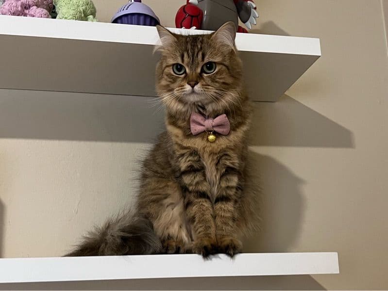 Luna primary photo