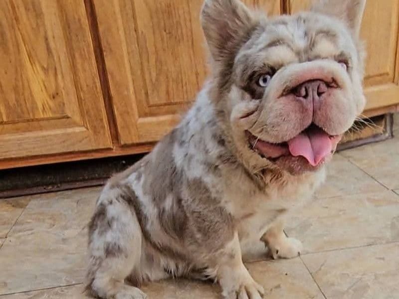 French Bulldog 1 year 4 months old male small named Rocky for breeding in Macomb County, Michigan | Petmeetly