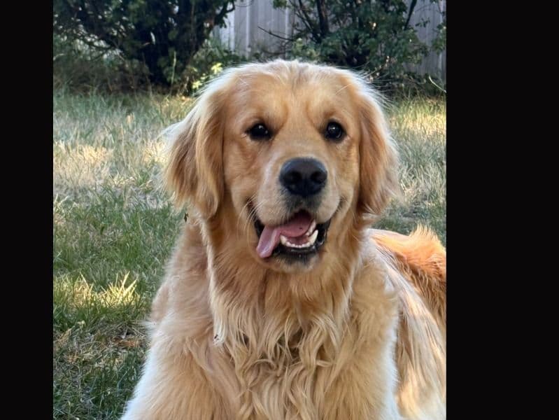 Golden Retriever 1 year 11 months old male large named George for breeding in Australian Capital Territory | Petmeetly