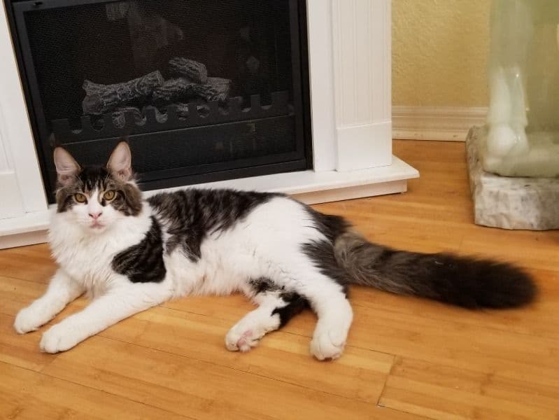 Maine Coon 1 year 2 months old male named Rocky for sale in Duval County, Florida | Petmeetly