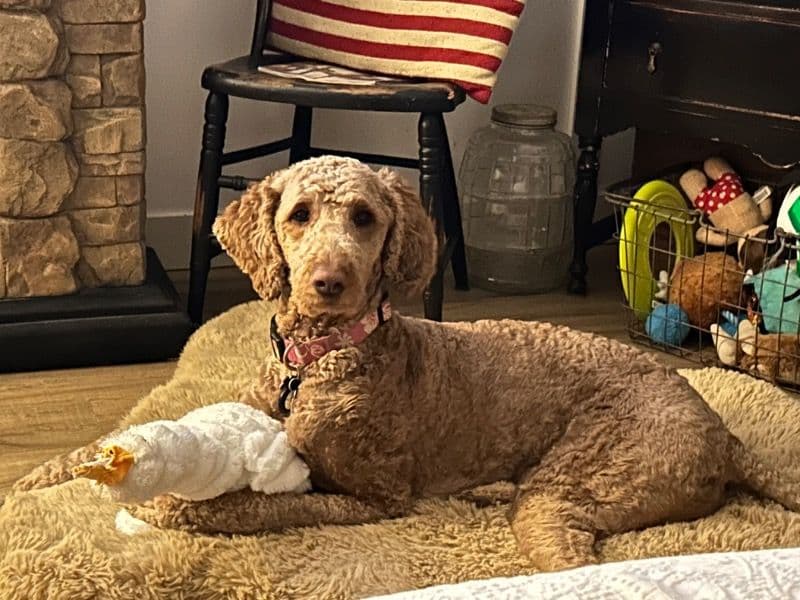 Goldendoodle 2 years 4 months old female large named Ruby for breeding in Macon County, Illinois | Petmeetly