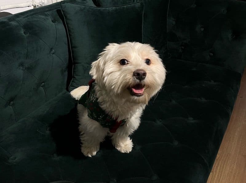 Maltese 1 year 3 months old male small named Mimo for breeding | Petmeetly