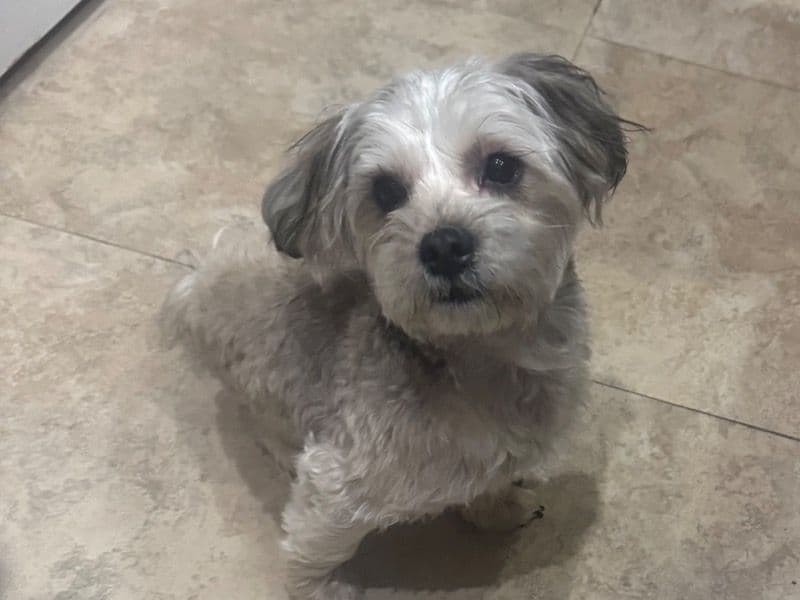 Yorkipoo 10 months old male small named Edwardo for sale in Maricopa County, Arizona | Petmeetly