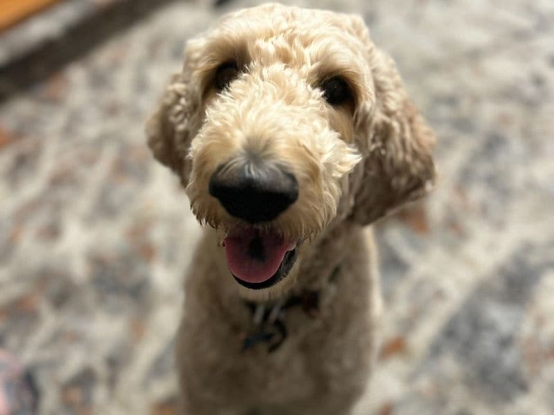 Goldendoodle 3 years 11 months old male medium named Spreckles for breeding in Ada County, Idaho | Petmeetly