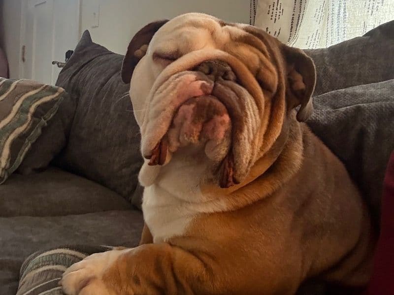 Old English Bulldog 3 years 4 months old male medium named Gunner for breeding in Adams County, Pennsylvania | Petmeetly
