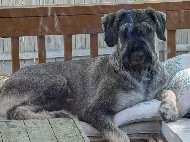Giant Schnauzer 1 year 9 months old male extra large named Winston for breeding in Kent County, Delaware | Petmeetly