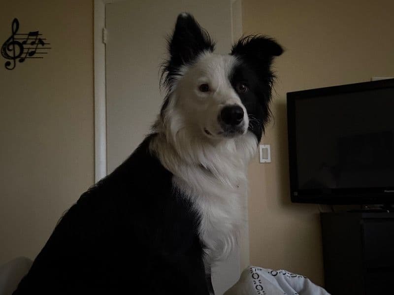 Border Collie 2 years 2 months old male medium named Panda for breeding in Palm Beach County, Florida | Petmeetly