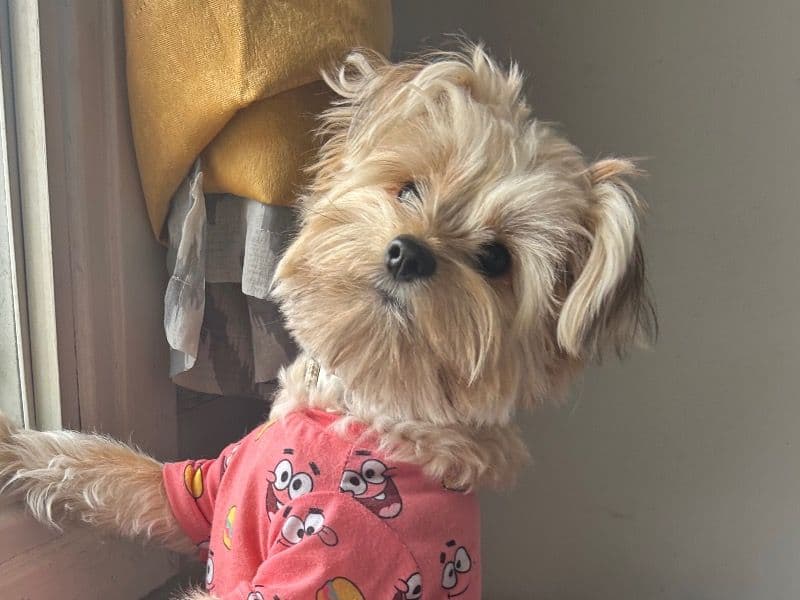 Yorkipoo 1 year 3 months old male small named Teddy for breeding in Frontenac County, Ontario | Petmeetly