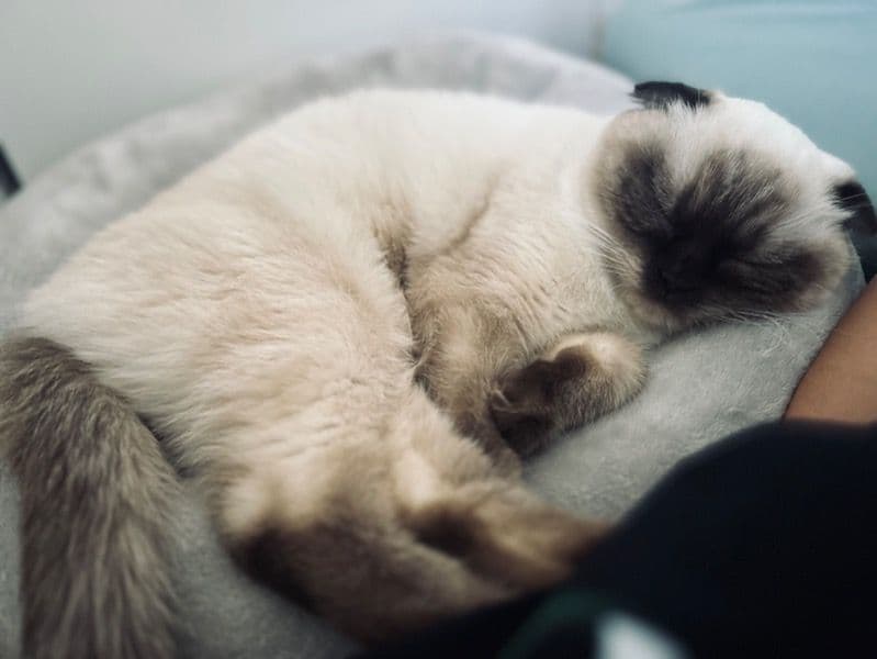 Lulu primary photo