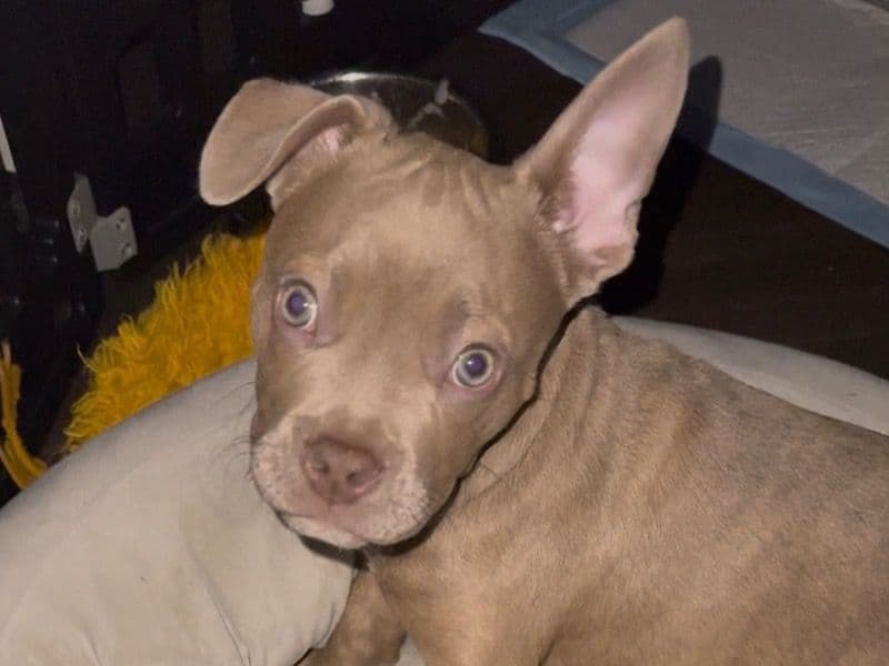 French Bulldog 4 months old male small named King for breeding in Los Angeles County, California | Petmeetly