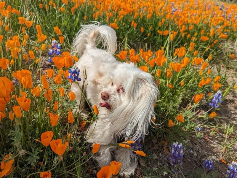 Maltipoo 2022 years 5 months old female small named Star Baby for breeding in Santa Barbara County, California | Petmeetly