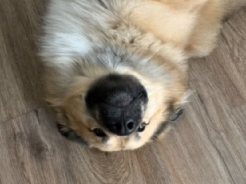 Alaskan Husky 2 years 1 month old male extra large named Percy for breeding in Pinal County, Arizona | Petmeetly