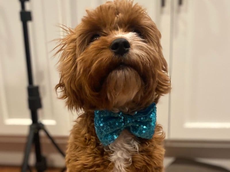 Otto primary photo