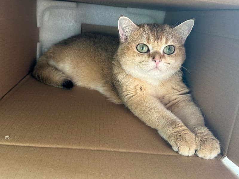 British Shorthair 1 year 5 months old female named Ginger for breeding in Toronto, Ontario | Petmeetly