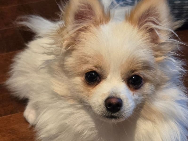 Pixie primary photo