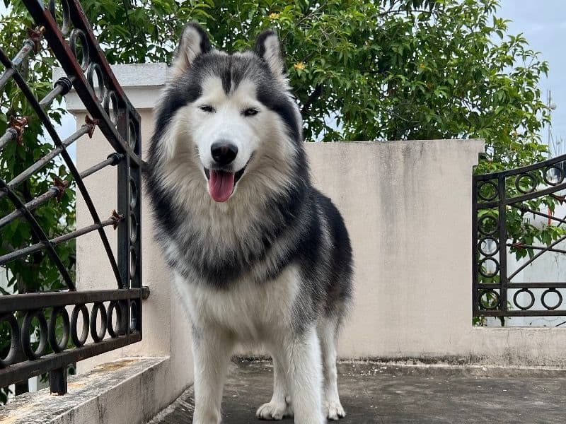Loki primary photo