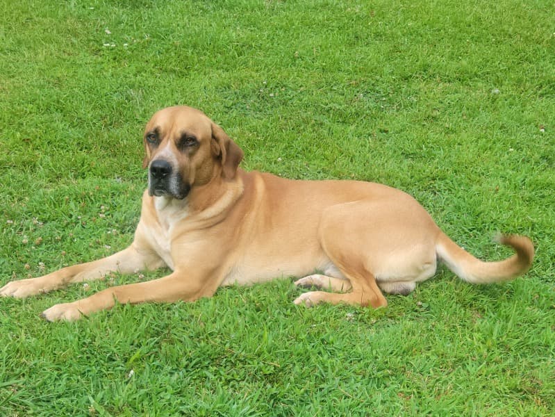 Rosco primary photo
