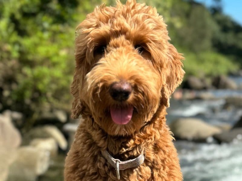 Bella primary photo