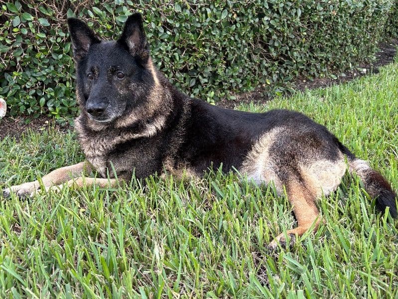 German Shepherd 11 years 6 months old male large named Ace for breeding in Martin County, Florida | Petmeetly