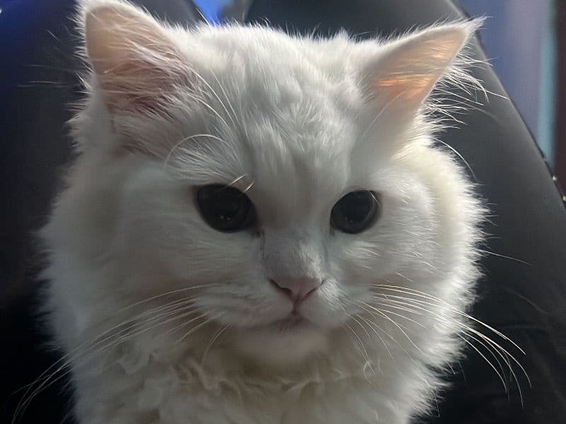 Persian 1 year 3 months old male named Charlie for breeding in Delhi Division, Delhi | Petmeetly