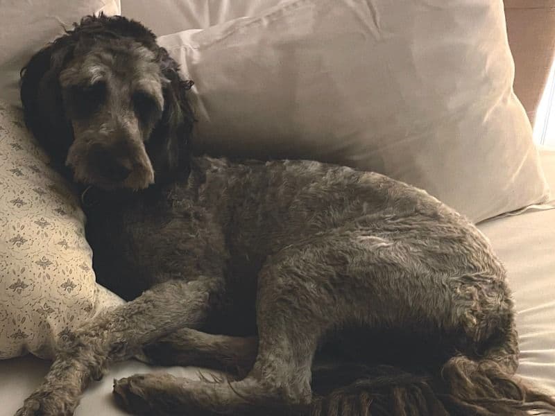 Goldendoodle 1 year 10 months old female medium named Puff for breeding in Orange County, North Carolina | Petmeetly