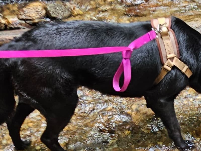 Black German Shepherd 3 years 5 months old female large named Lily for breeding in Hastings, Florida | Petmeetly