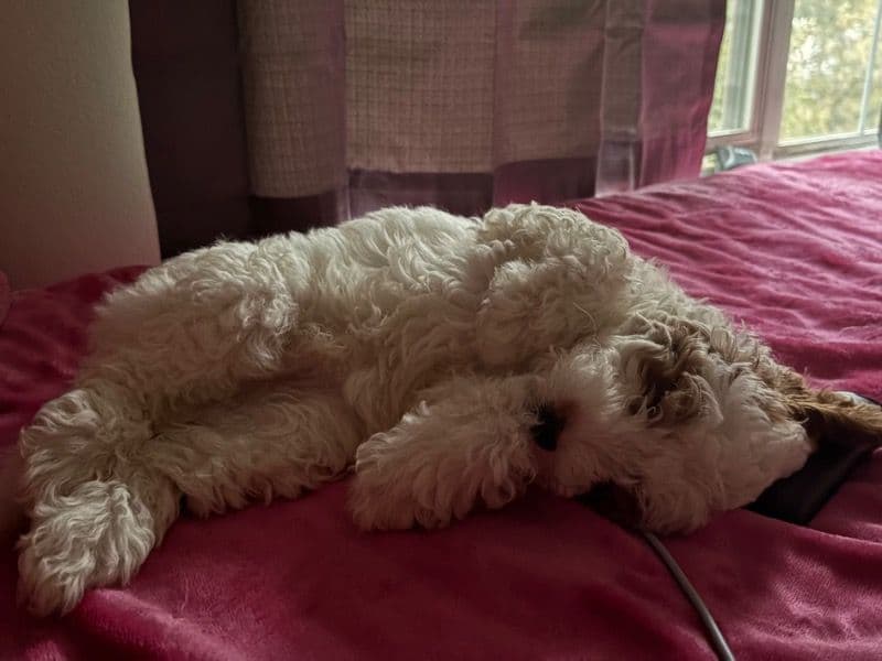 Goldendoodle 3 months old male small named Capri for breeding in Cherokee County, Georgia | Petmeetly