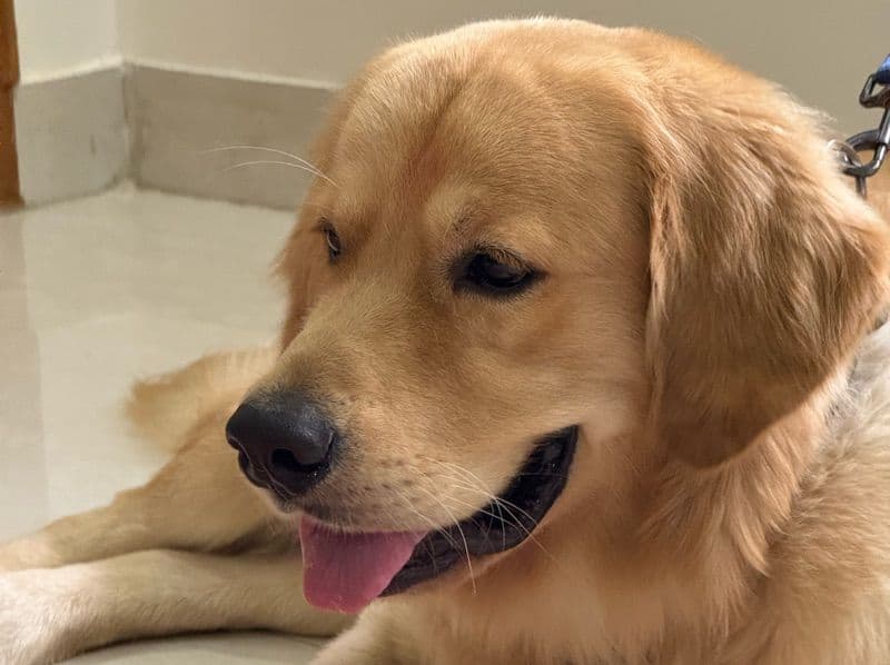 Golden Retriever 1 year 6 months old male medium named Ralph for breeding in Telangana | Petmeetly