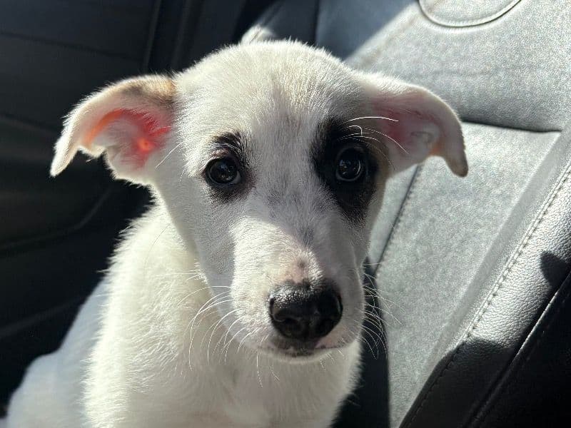 German Shepherd 2 months old female medium named Na for sale in Pinal County, Arizona | Petmeetly