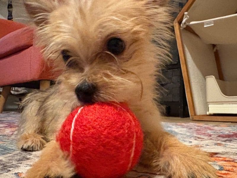 Morkie 5 months old female small named Biscuit for sale in Hillsborough County, Florida | Petmeetly