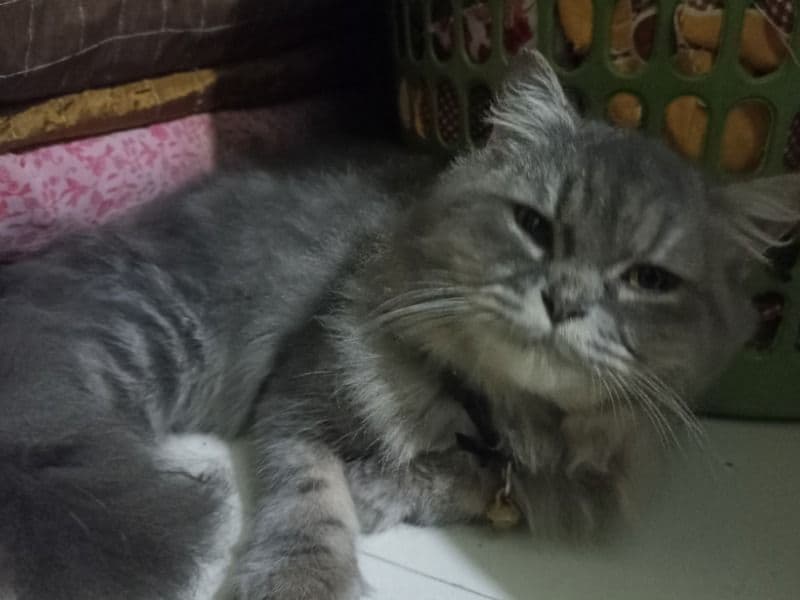 Persian 1 year old female named Kinza for breeding in Pune Division, Maharashtra | Petmeetly