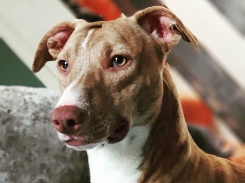 Lurcher 8 years 6 months old male medium named Red for breeding in Staffordshire, England | Petmeetly