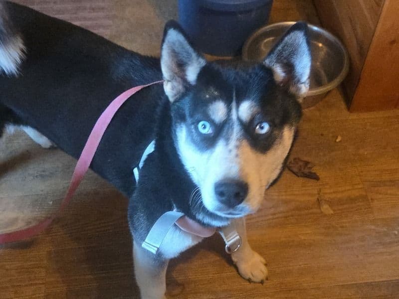 Husky 2 years 3 months old female medium named Bella for breeding in Knox County, Tennessee | Petmeetly
