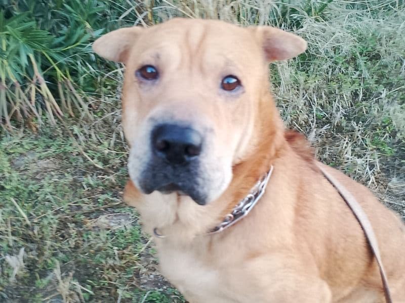Shar Pei 4 years 1 month old female large named Paisley for breeding in Tehama County, California | Petmeetly
