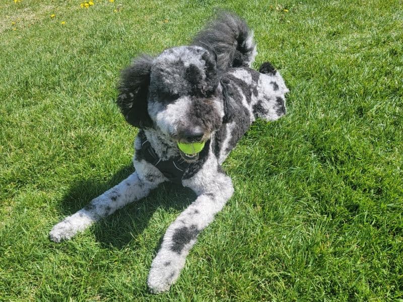 Domino primary photo
