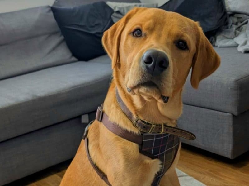 Fox Red Labrador 1 year 1 month old male medium named Lando for breeding | Petmeetly