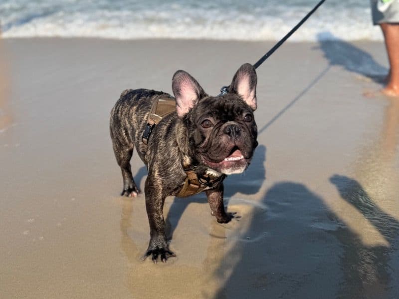 French Bulldog 1 year old male medium named Duke for breeding in Bergen County, New Jersey | Petmeetly