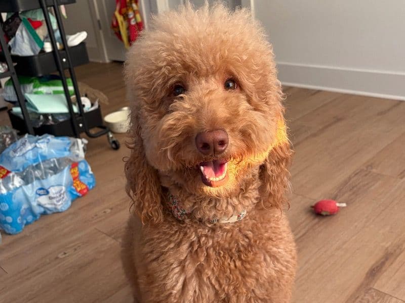 Goldendoodle 3 years old female medium named Navi for breeding in Maryland | Petmeetly