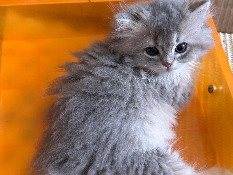 Daria - British Shorthair | Petmeetly