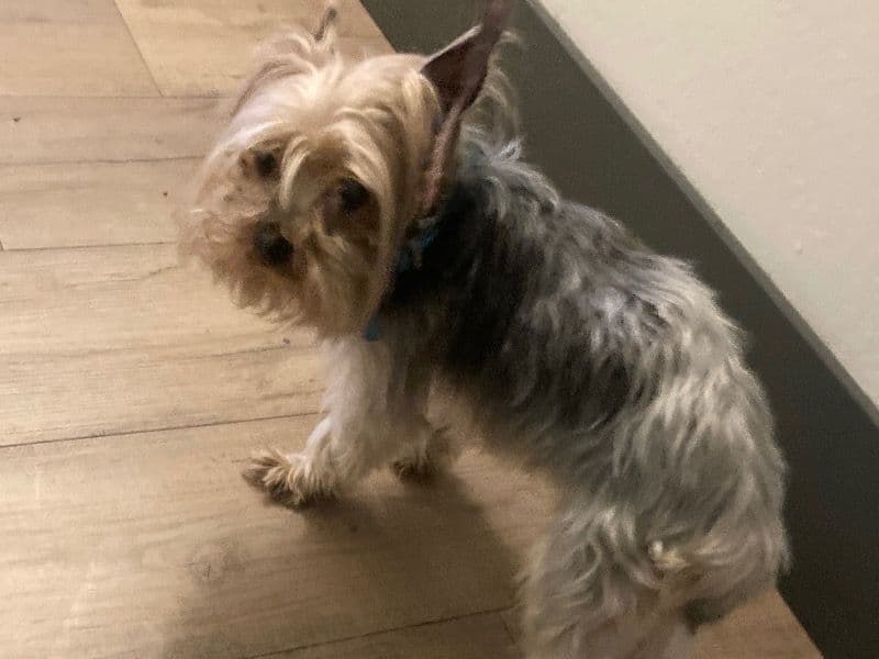 Coco primary photo