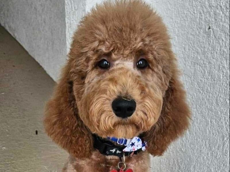 Goldendoodle 1 year 9 months old male large named Apollo for breeding in Collier County, Florida | Petmeetly