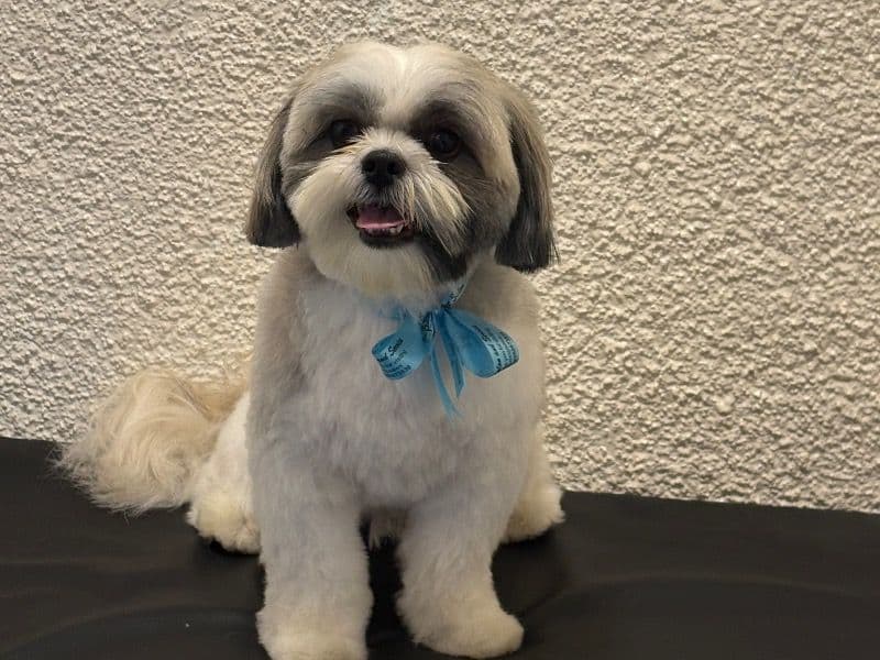 Bruno primary photo