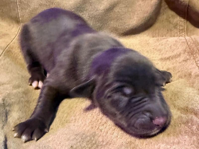 Labrador Retriever 1 month old male large named Louie for sale in Pulaski County, Virginia | Petmeetly