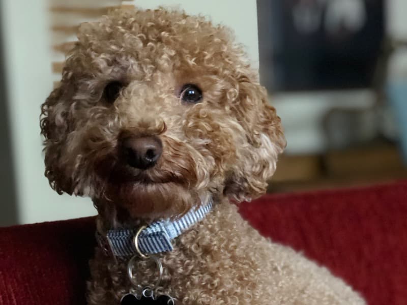Winston primary photo