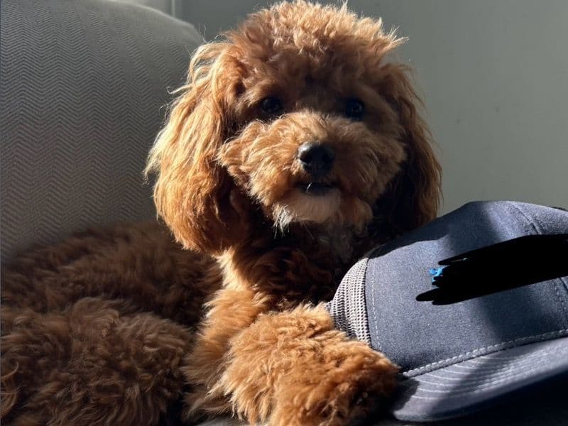 Miniature Poodle 8 months old female small named Rosie for breeding in Onslow County, North Carolina | Petmeetly