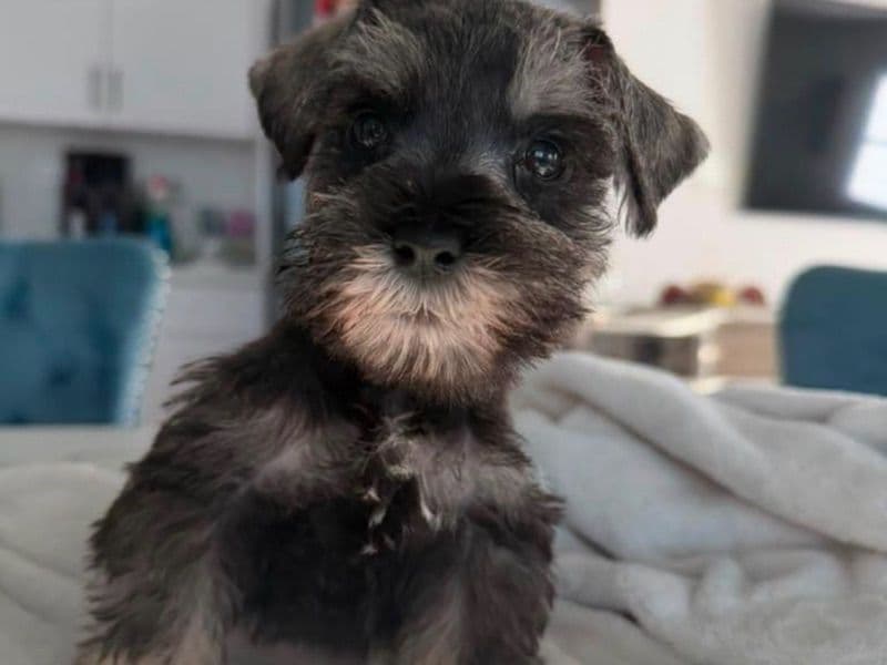 Theo - Miniature Schnauzer | Petmeetly