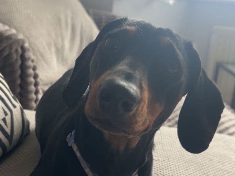 Dachshund 1 year 3 months old female small named Mickey for sale in North Northamptonshire, England | Petmeetly