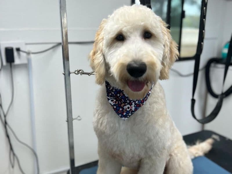 Goldendoodle 1 year 5 months old male extra large named Cash for breeding in Sampson County, North Carolina | Petmeetly