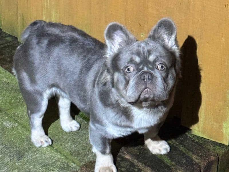 French Bulldog 2 years 5 months old male medium named Wolfie for breeding in Caerphilly County Borough, Wales | Petmeetly